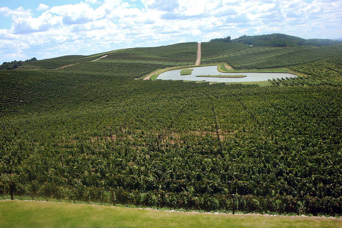 Lago no meio de grandes zonas de vinha na herdade Luiz Argenta, em plena Serra Gaúcha.
