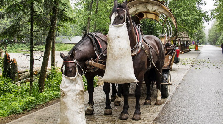 Cavalos a comer junto a carroça usada para transportar pessoas no Parque Nacional dos Tatras.
