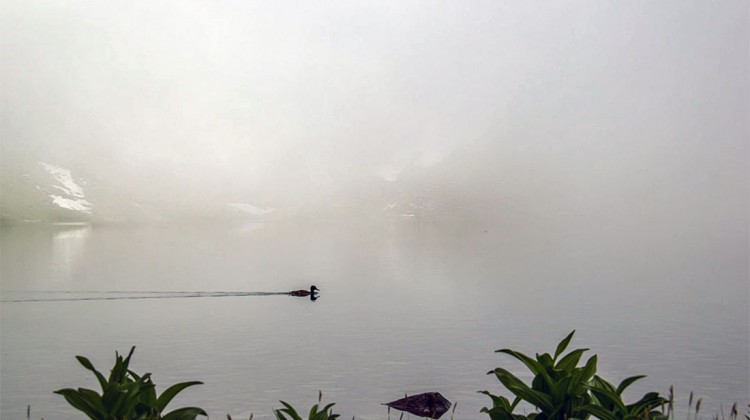 Pato a nadar sobre o espelho de água do lago czarny staw pod rysami coberto de nevoeiro.
